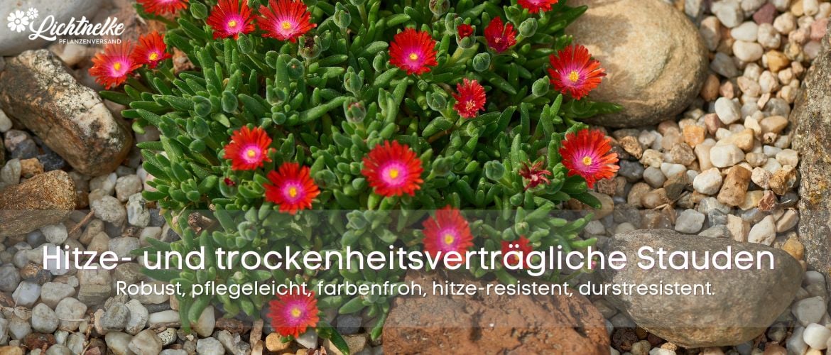 Hitze- und trockenheitsverträgliche Stauden