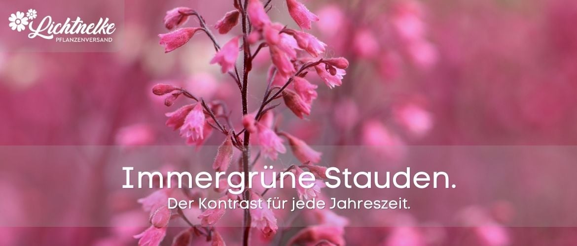 Immergrüne Stauden