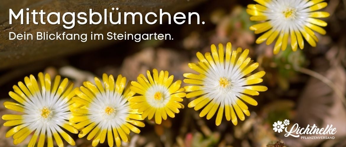 Mittagsblumen