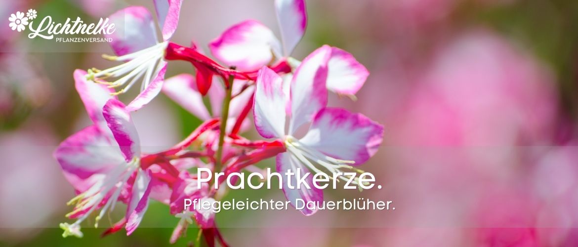 Prachtkerzen Prachtkerzen