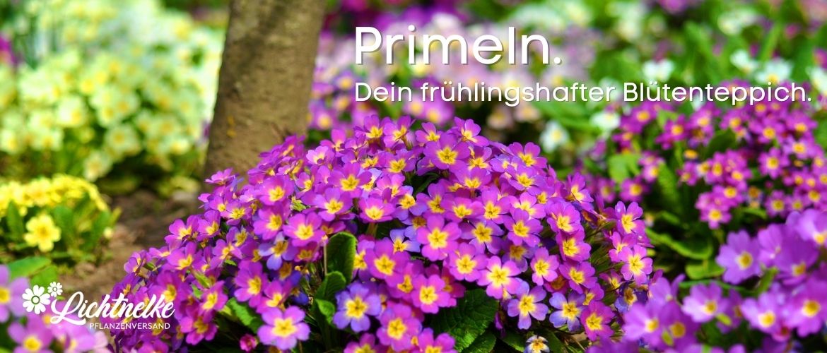 Primeln Primeln