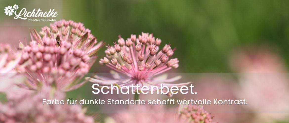 Schattenbeet