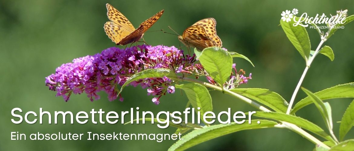 Schmetterlingsflieder