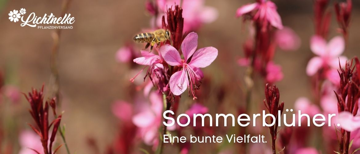 Sommerblüher Sommerblüher