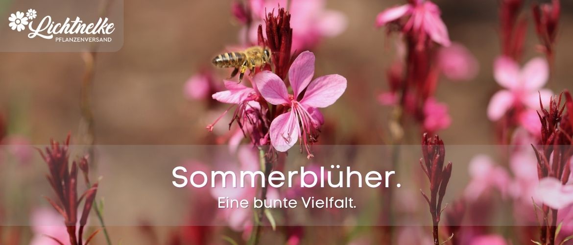 Sommerblüher