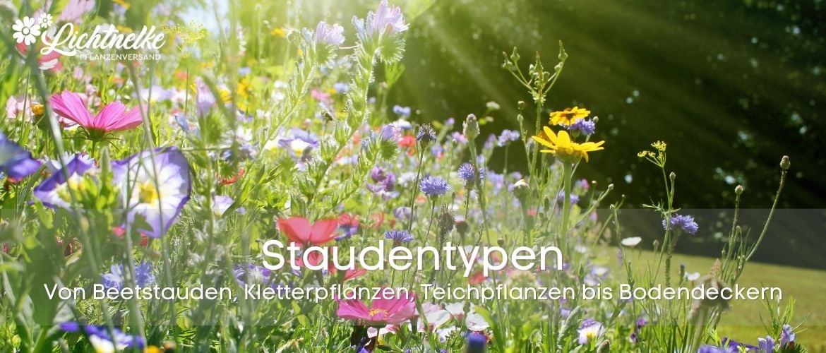 Staudentypen