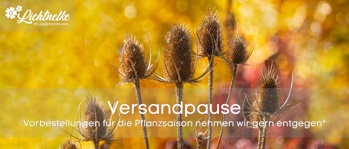 Aktion der Woche