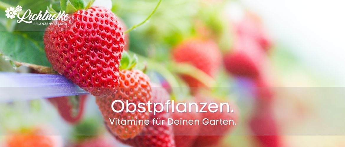 Obstpflanzen