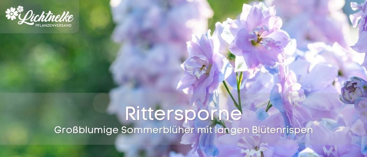 Rittersporne