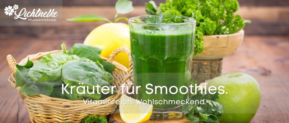 Kräuter für Smoothies