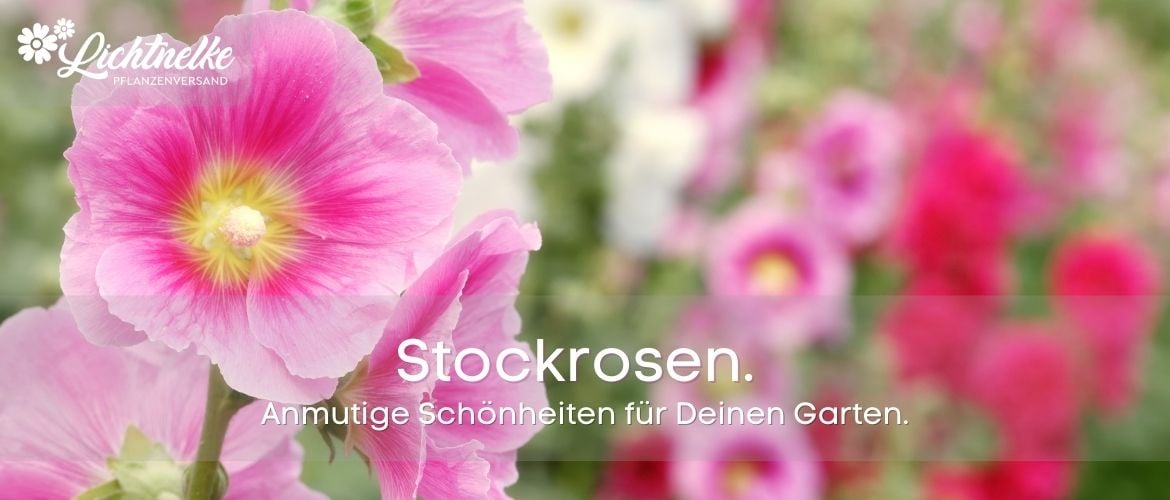 Stockrosen