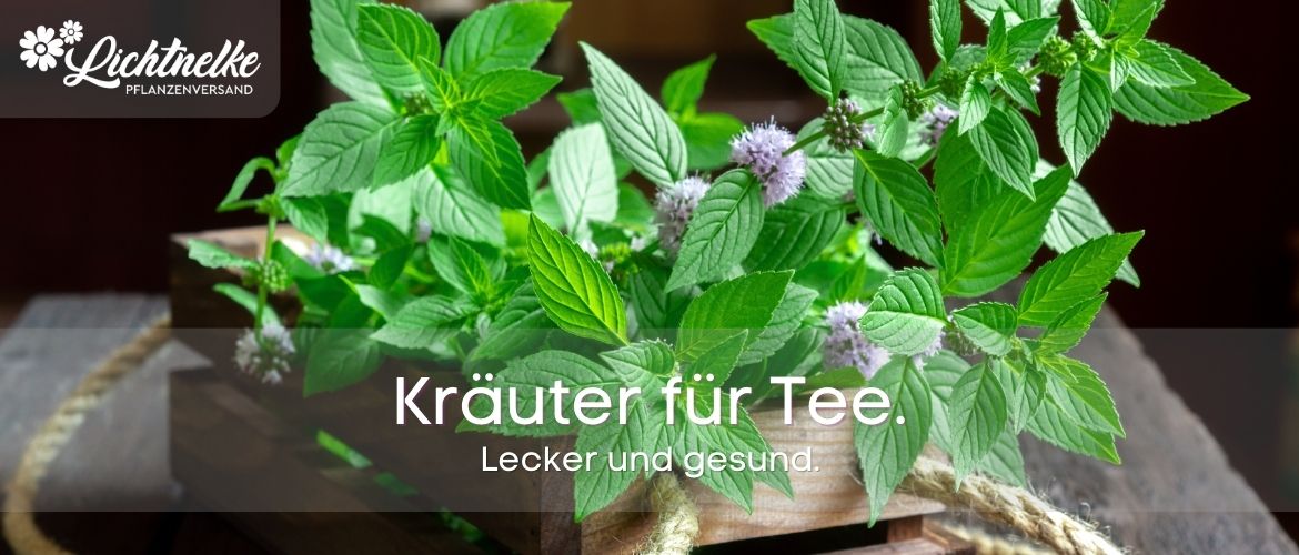 Kräuter für Tee