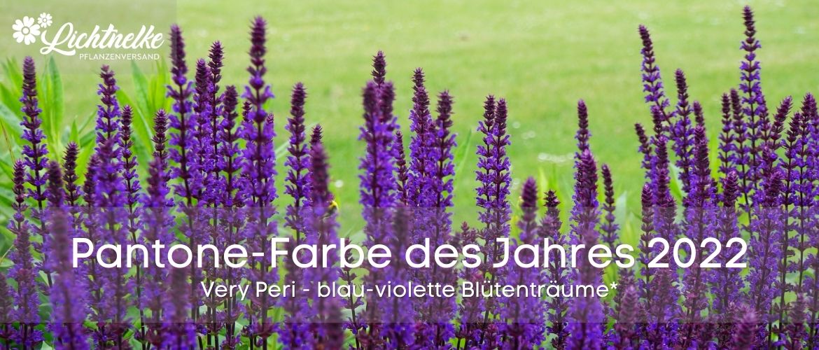 Pantone Farbe 2022 - Very Peri