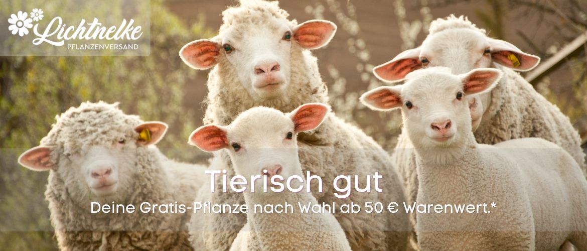 Aktion der Woche