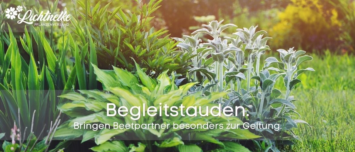 Begleitstauden