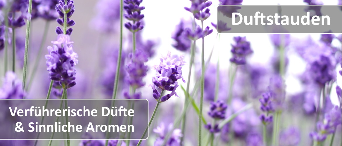 Duftstauden Duftstauden