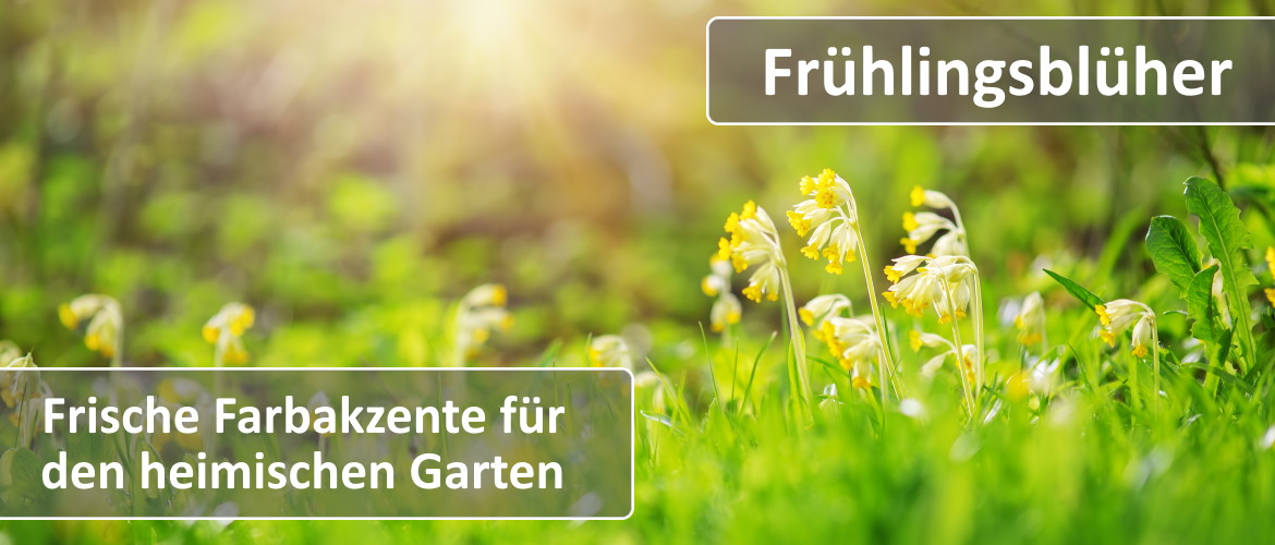 Frühlingsblüher Frühlingsblüher