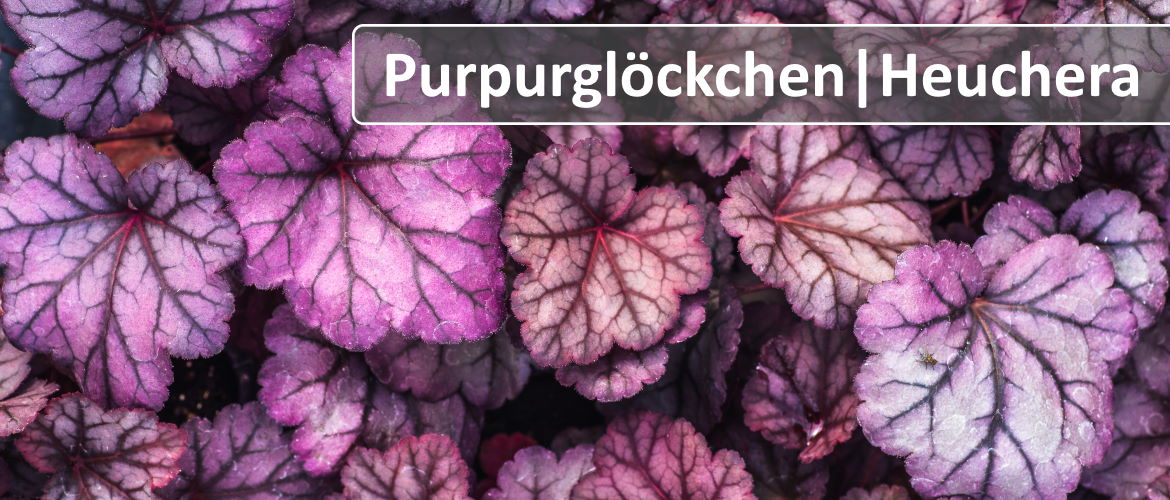 Purpurglöckchen Purpurglöckchen