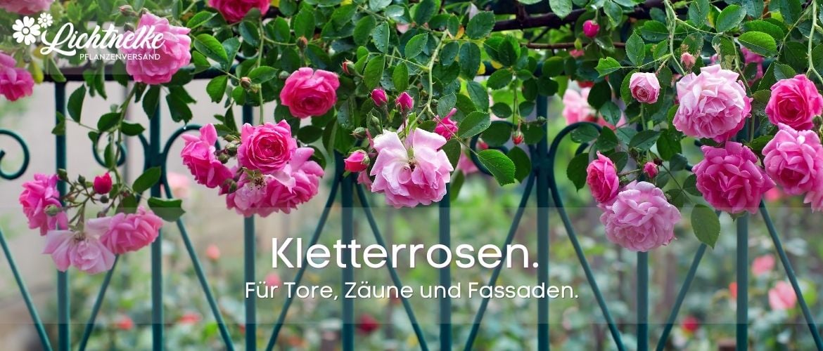 Kletterrosen