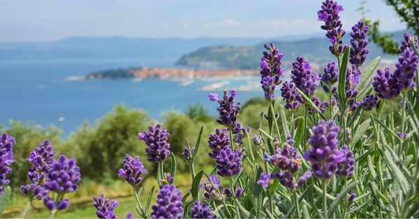 Lavendel