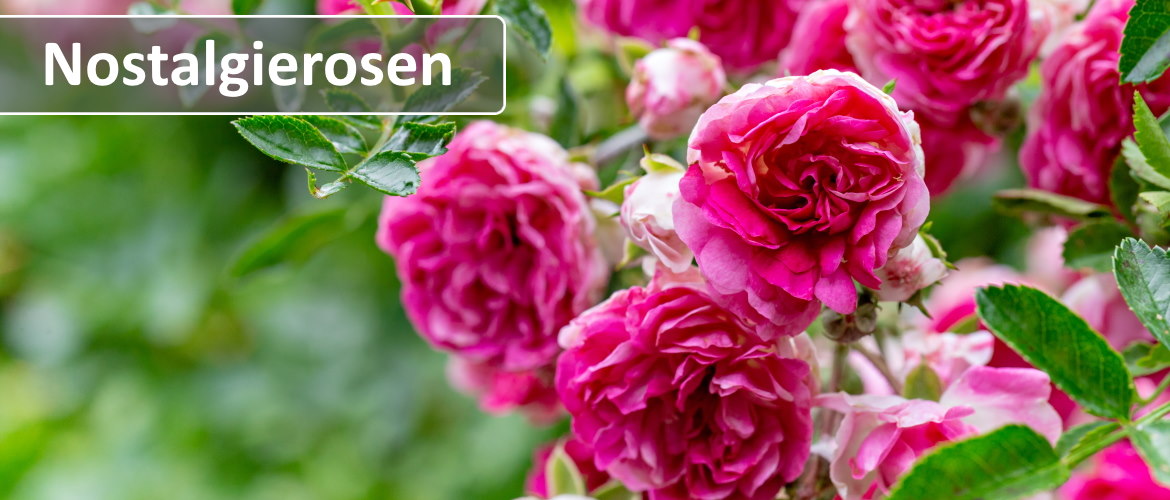 Nostalgierosen Nostalgierosen