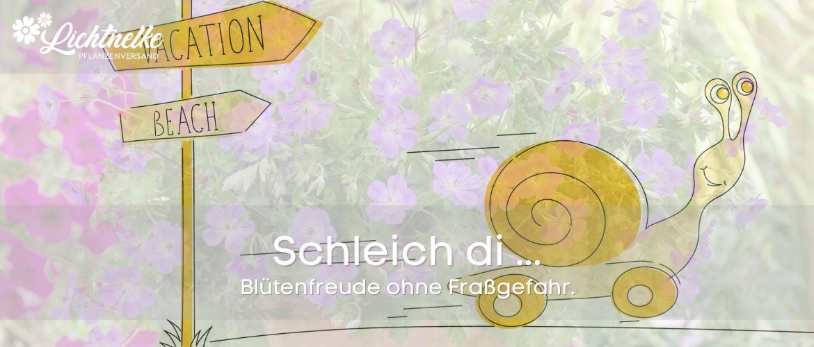 schneckenresistente Stauden