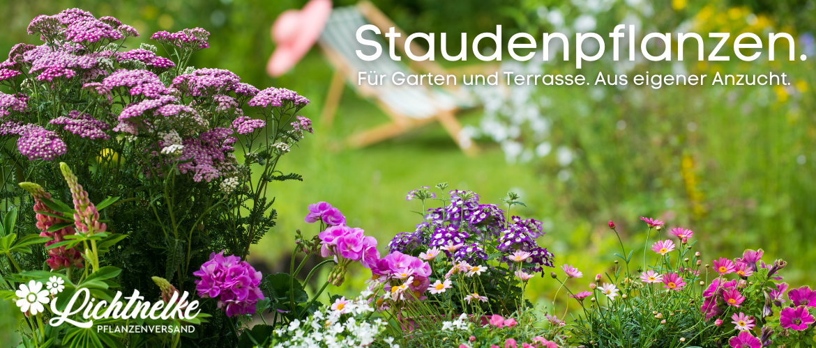 Stauden Stauden