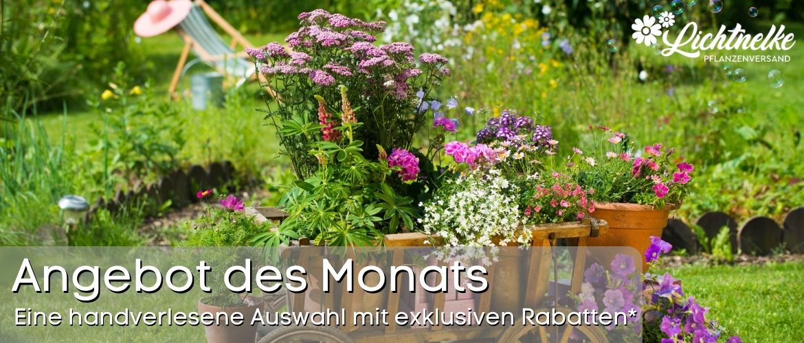 Angebot des Monats Angebot des Monats