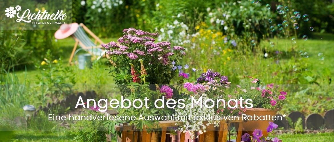 Angebot des Monats