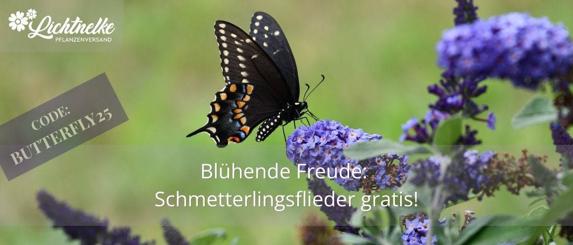 Aktion der Woche
