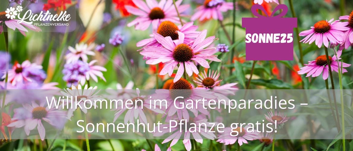 Aktion der Woche