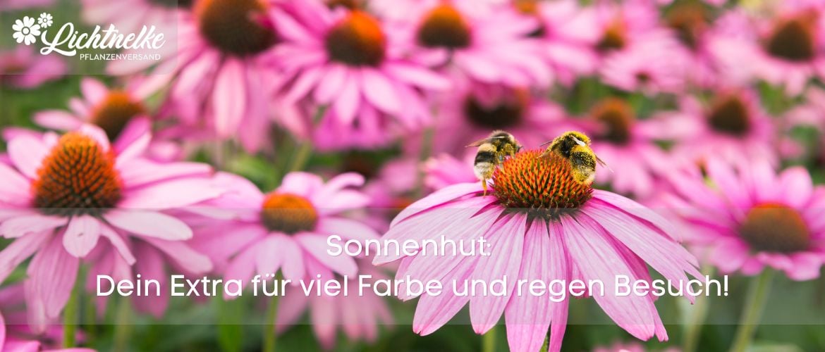 Aktion der Woche