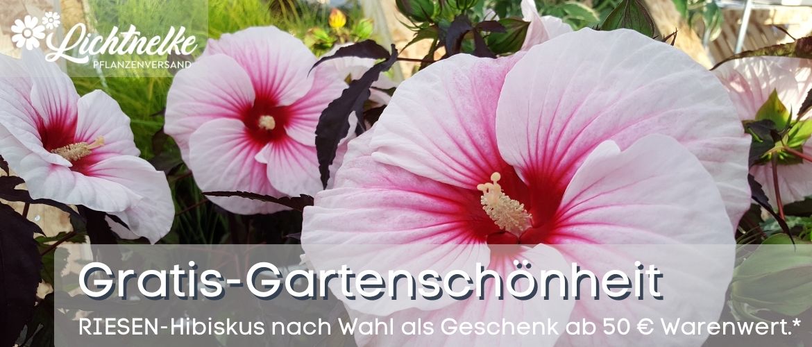 Aktion der Woche NEWSLETTER