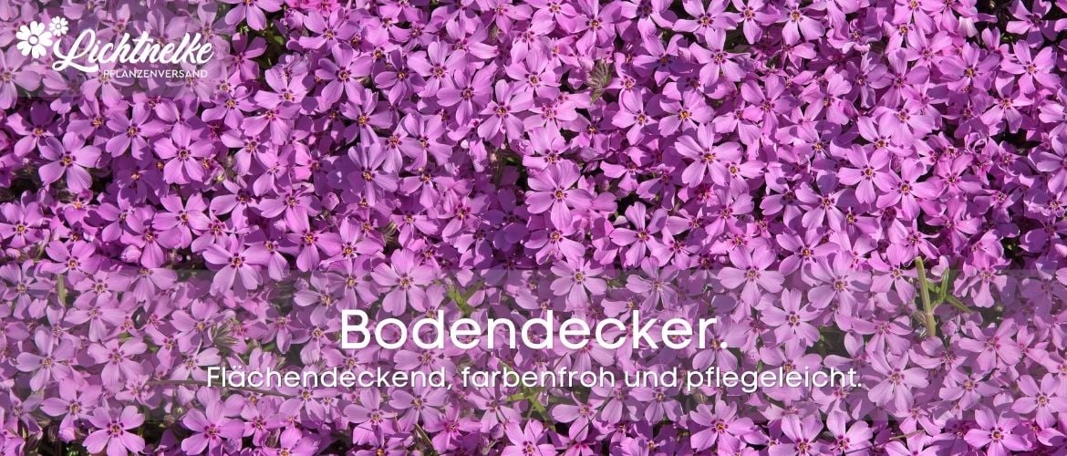 Bodendecker