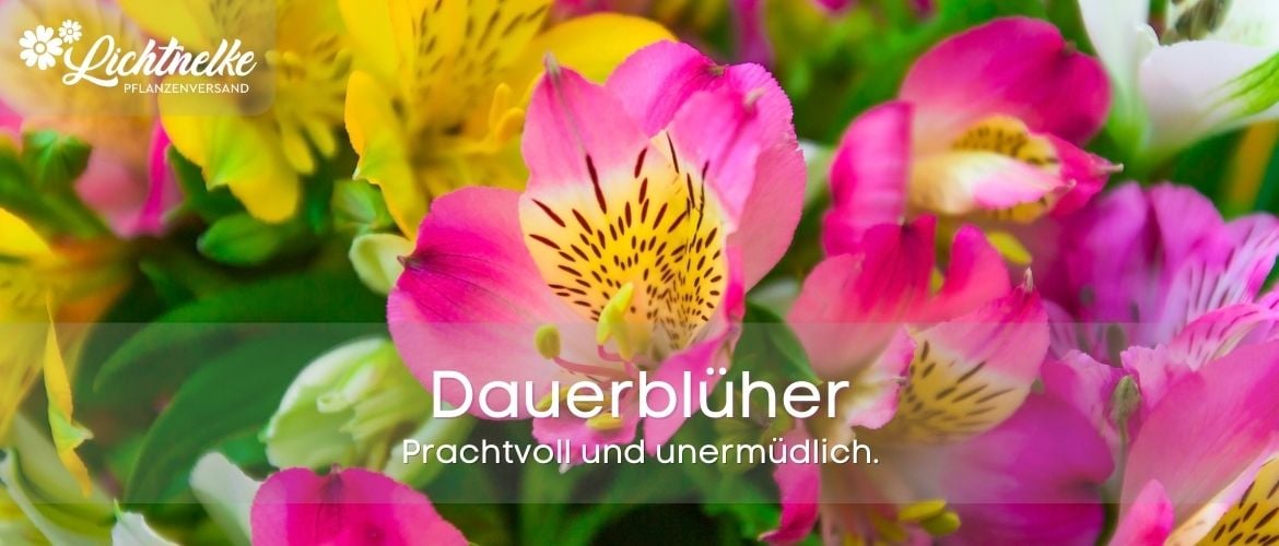 Dauerblüher