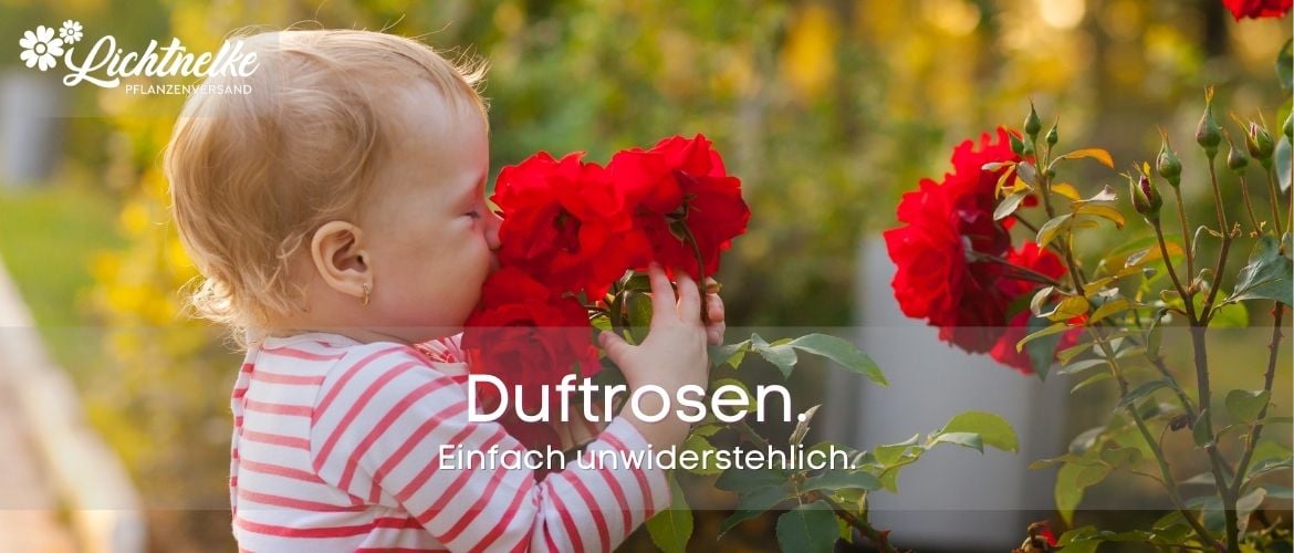 Duftrosen