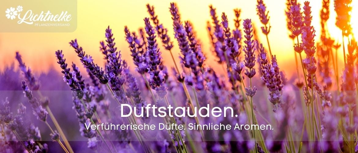 Duftstauden