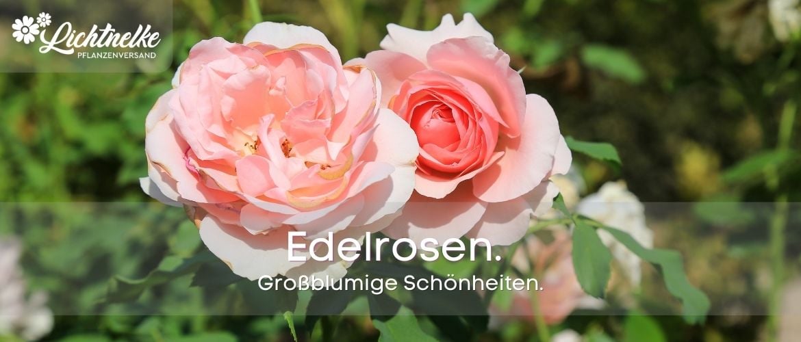 Edelrosen