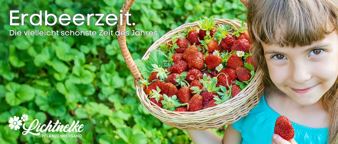 Erdbeeren