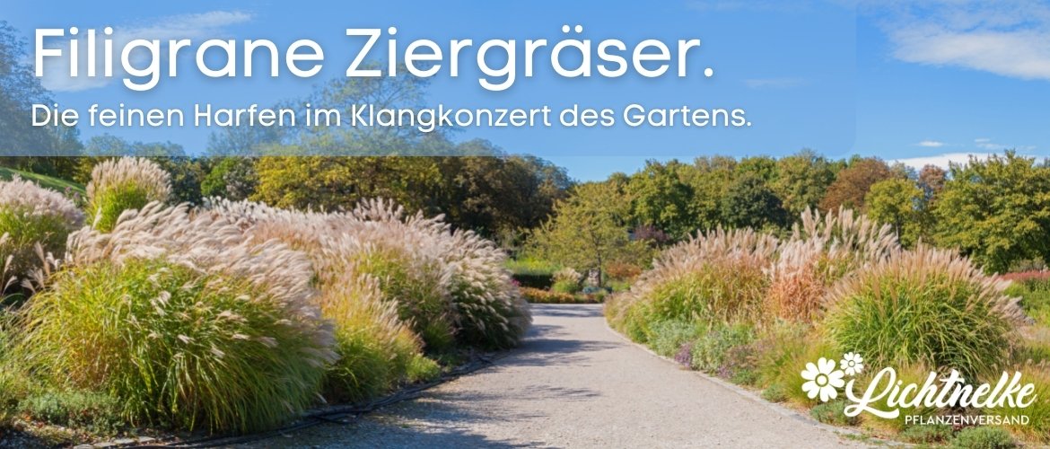Gräser