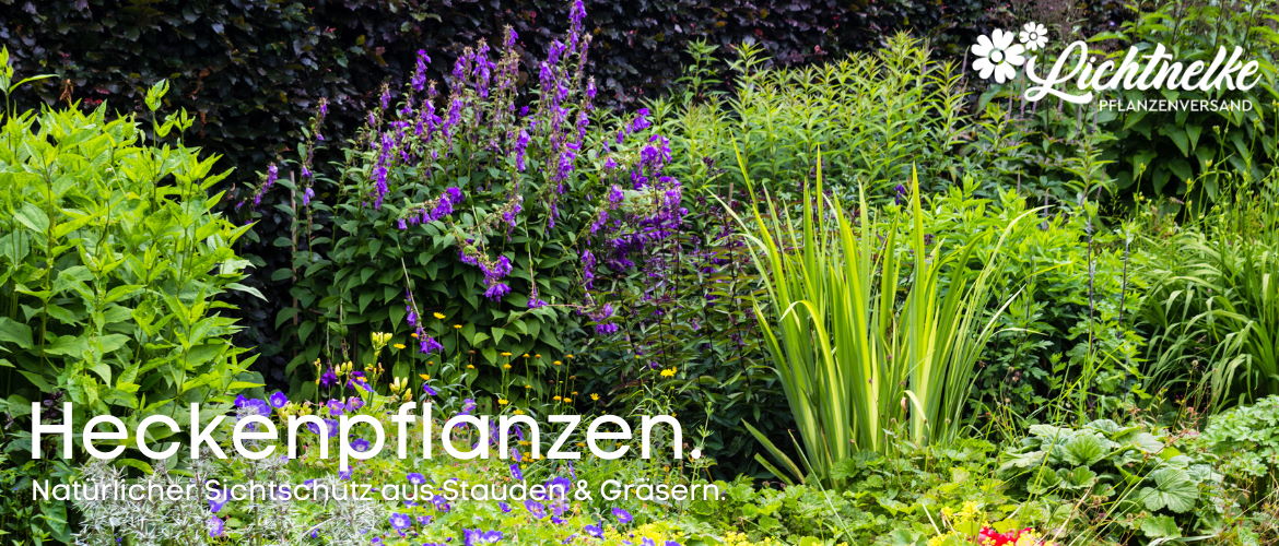 Heckenstauden Heckenstauden