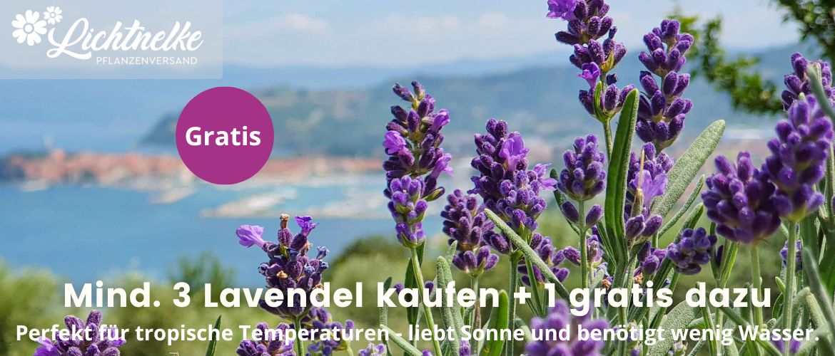 Aktion der Woche NEU