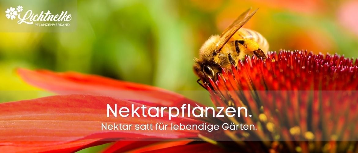 Nektarstauden