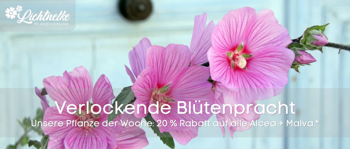 Pflanze der Woche