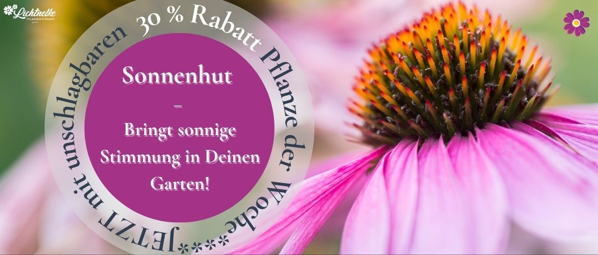 Pflanze der Woche NEWSLETTER