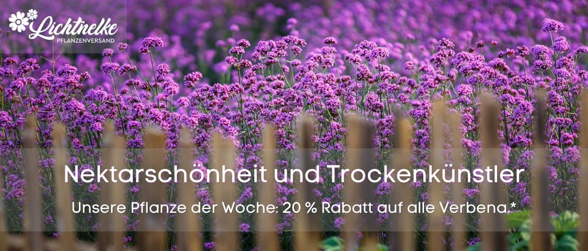 Pflanze der Woche
