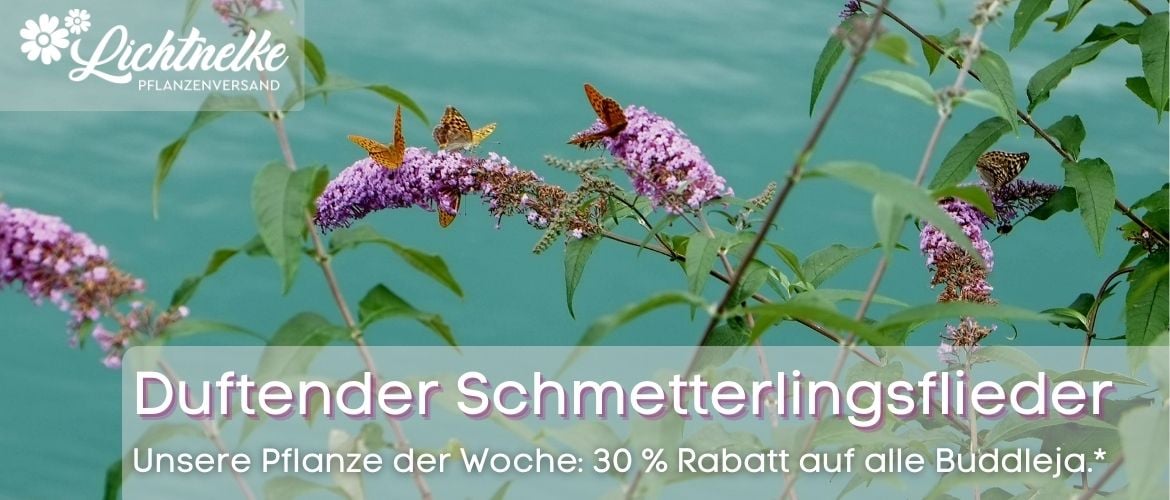55+ Gärtner Pflanze Der Woche, Verbraucher, die keine milch daheim
