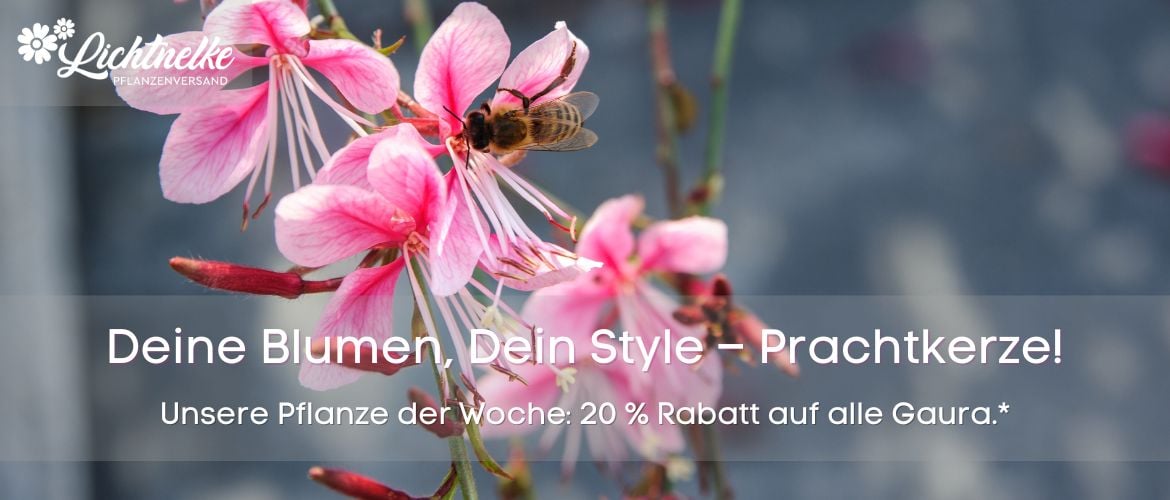 Pflanze der Woche NEWSLETTER