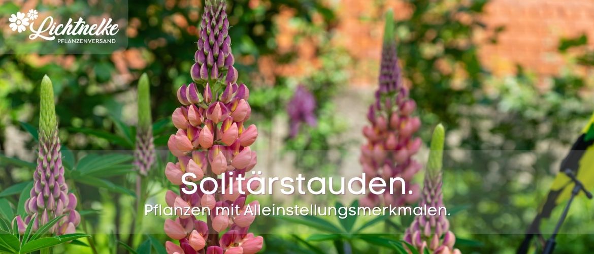 Solitärstauden