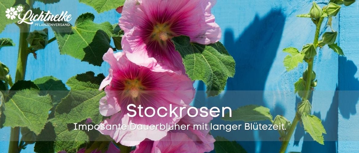 Stockrosen